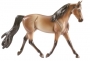 617 - Morgan - Buckskin