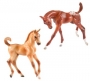 619 - Foals- App Chestnut & Quarter Horse Dun