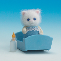 Persian Cat Baby Boy